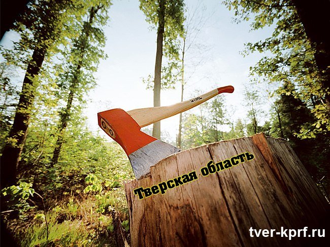 Тверская область вошла в десятку регионов России, где незаконные вырубки леса приобрели угрожающие масштабы