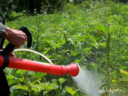 В КПРФ предложили законодательно закрепить способы борьбы с борщевиком
